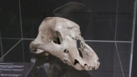 Częstochowa – spojrzenie w przeszłość