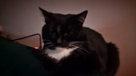 Lekarz Roman Garbaciak: Kot ma służącego