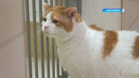 Sterylizacja i kastracja kotów wolno żyjących