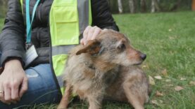 Daj mi dom – Pysio