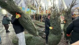 Choinki pod choinkę