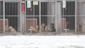 Dbajmy o zwierzęta, także podczas mrozów