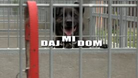 Daj mi dom – Henio, Mamba i Alinka