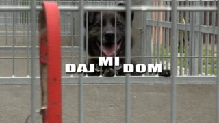 Daj mi dom – Henio, Mamba i Alinka