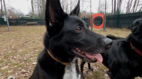 Daj mi dom – Arkan