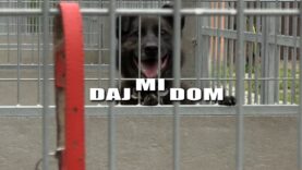 Daj mi dom – Nana i Nineza oraz Arkan