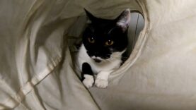 Daj mi dom – Kora i Kiara