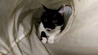 Daj mi dom – Kora i Kiara