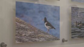 Ptaki, pasja, fotogtafia