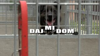 Daj mi dom – Kora i Kiara, Nokturn, Pusia