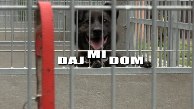 Daj mi dom – Kora i Kiara, Nokturn, Pusia
