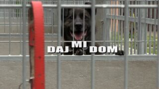 Daj mi dom – Kawa, Kostek, Rambuś i Neruś